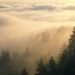 nature s morning coffee